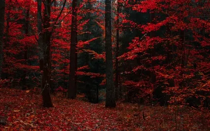 Meditation Challenge Day 8 Of 14