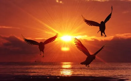 Méditation Chantée #04 : Phoenix / Renaissance