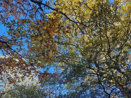 Guided Savasana For Physical And Mental Pain Relief