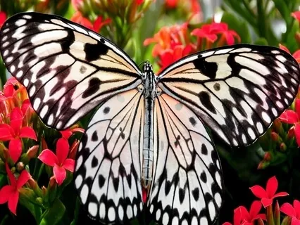 Meditation Flowing Mind