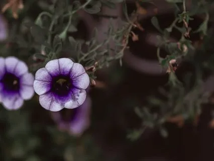 Meditation For A Busy Mind