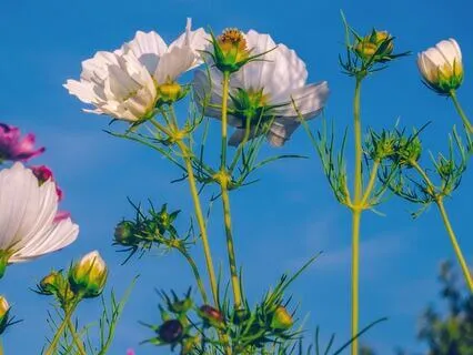 Meditation For A Delicate Flower