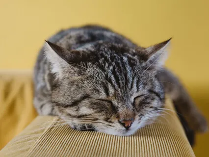 Meditation For A Tired Body & Mind (With Background Sounds).