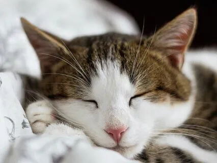 Meditation For A Tired Body & Mind (No Background Sounds)