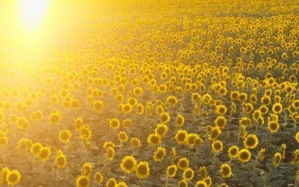 Meditation For Abundance