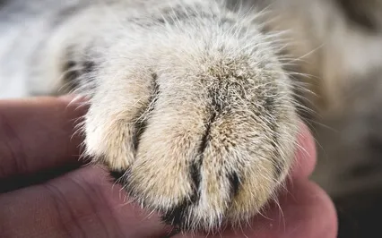 Meditation For Animal Liberation