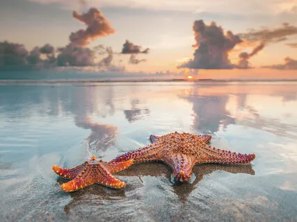 Allay Fear & Anxiety