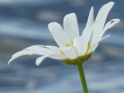 Meditation For Anxious Feelings