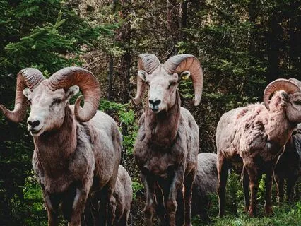 Meditation For Aries Moon