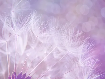 Meditation for Beginners – Observing, Feeling and Being with the Breath