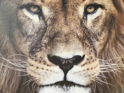 Meditation For Big-Hearted Leo Energy (New Moon August 2024)