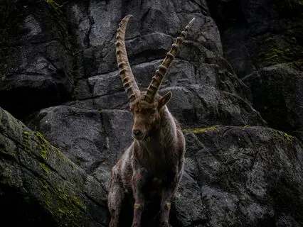 Meditation For Capricorn Moon