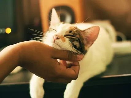 Meditation For Cat Lovers