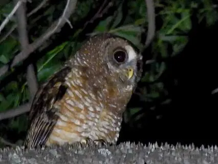 Meditation For Children - Listening With Olia The Owl