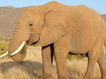 Meditation For Children - Walking With  The Gentle Elephant