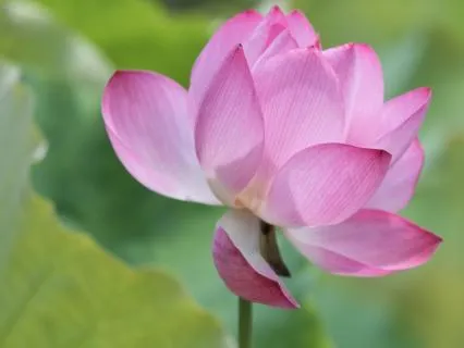 Meditation For Chronic Illness, Fatigue & Foggy Thinking
