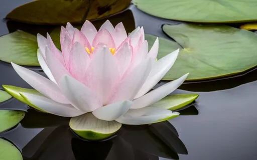 Meditation For Comfort