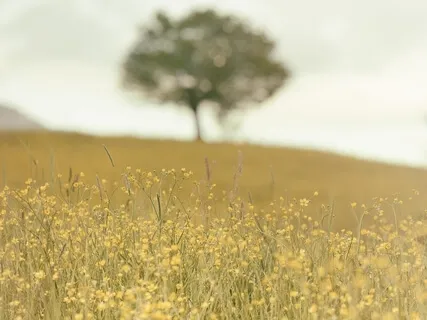 Practice For Compassion, Gratitude, Peace, And Healing The Earth And Its People