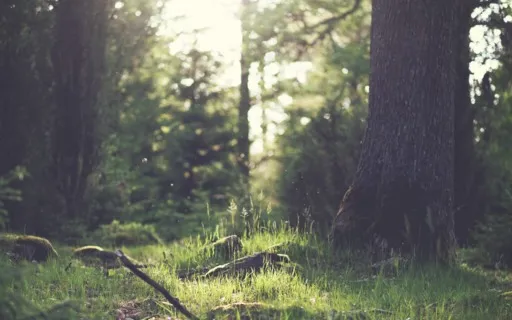 Meditation For Connecting To Nature