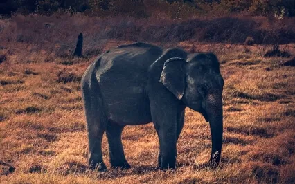 Meditation For Courage 