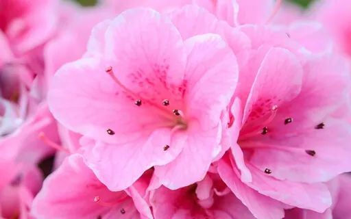 Meditation For Cultivating Contentment