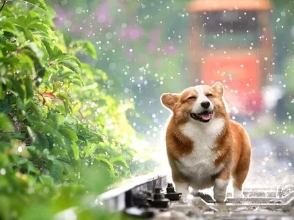 Meditation For Curiosity Rain Method