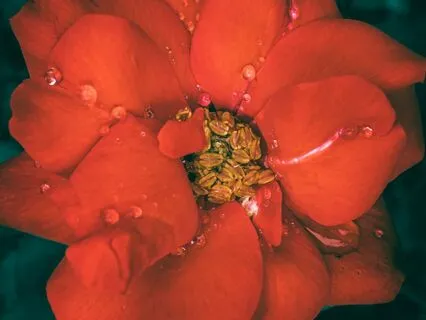 Meditation For Deepening Into Pleasure