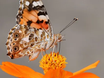 Meditation For Depression