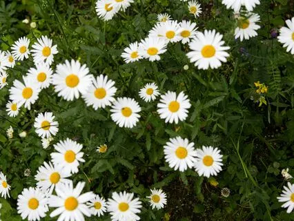 Meditation For Digestive Helath