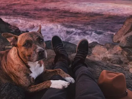 Meditation For Dog Lovers