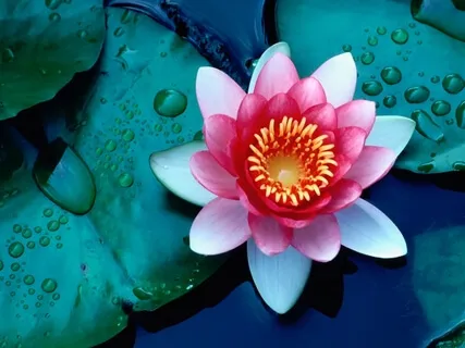 Meditation For Educators