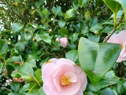 Meditation For Emotional Safety