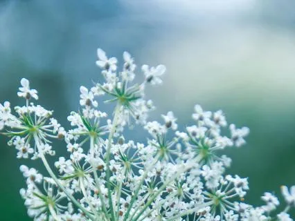 Meditation For Everyday Presence