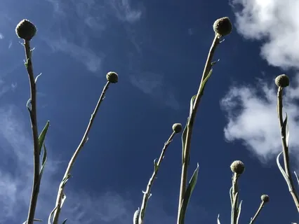 Meditation For Exploring And Nurturing Emotions (RAIN)