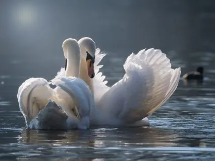 Meditation For Finding Good Love