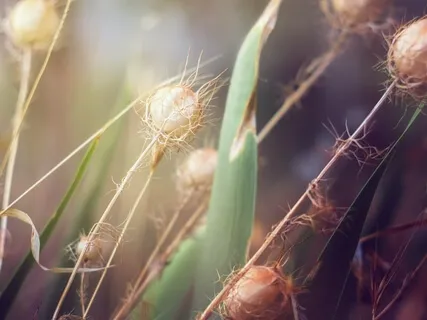 Meditation For Forgiveness