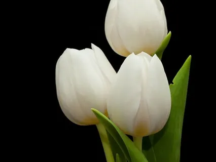 Meditation For Forgiveness