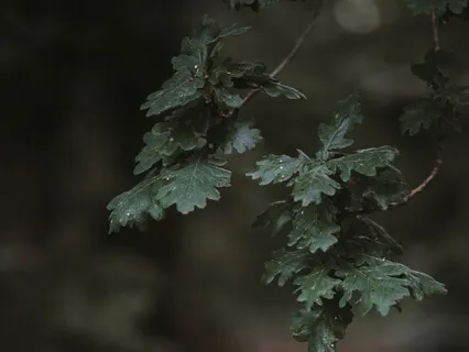 The Wisdom Of The Oaks