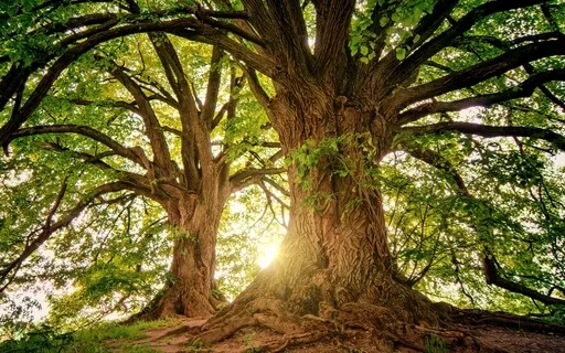 Meditation For Gratitude And Healthy Relationships