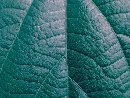 Practice For Gratitude