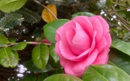 Meditation For Grief