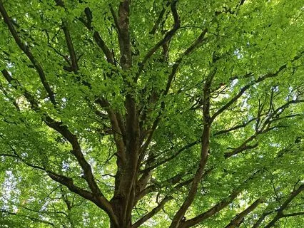 Meditation For Grounding - 3 Step Anchor Space Responsive