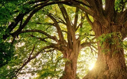 Meditation For Grounding