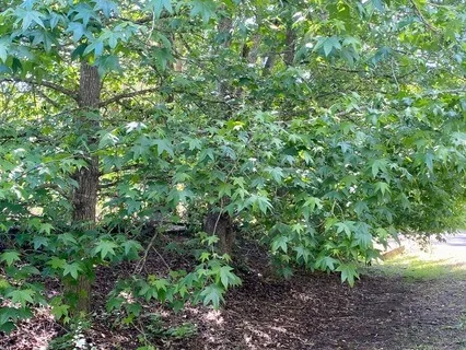 Meditation For Grounding, Accessing Your Strength & Sound