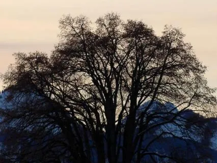 Meditation For Grounding After Trauma