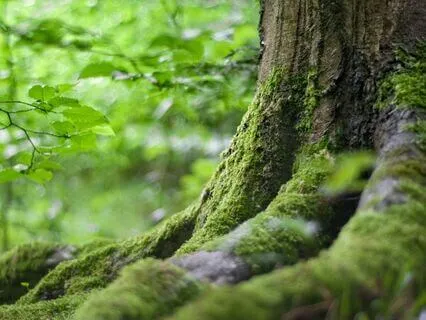 Meditation For Grounding, Nature Visualisation Growing Roots