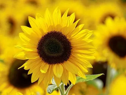 Meditation For Handling Anxiety With Resilience