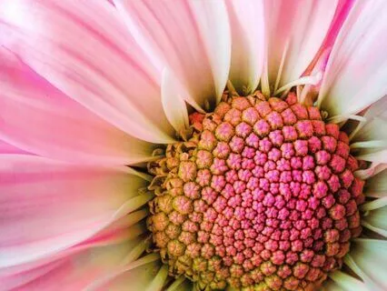 Meditation For Happiness: Embrace Your Gifts, Gratitude