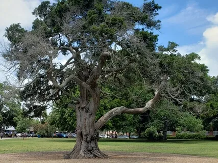 Meditation For Harmony
