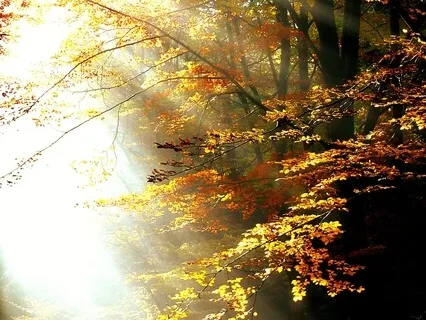 Meditation for Honoring the Body